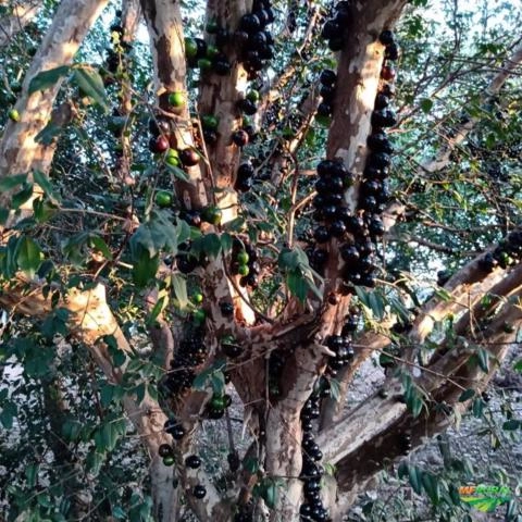Imagem Lindos pés de jabuticaba mais de 30 anos Imagem Lindos pés de jabuticaba mais de 30 anos
