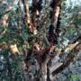 Lindos pés de jabuticaba mais de 30 anos Imagem Lindos pés de jabuticaba mais de 30 anos