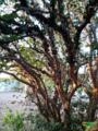 Lindos pés de jabuticaba mais de 30 anos Imagem Lindos pés de jabuticaba mais de 30 anos