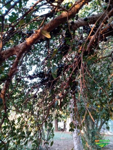 Lindos pés de jabuticaba mais de 30 anos Imagem Lindos pés de jabuticaba mais de 30 anos
