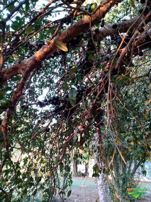 Lindos pés de jabuticaba mais de 30 anos Imagem Lindos pés de jabuticaba mais de 30 anos