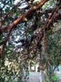 Lindos pés de jabuticaba mais de 30 anos Imagem Lindos pés de jabuticaba mais de 30 anos
