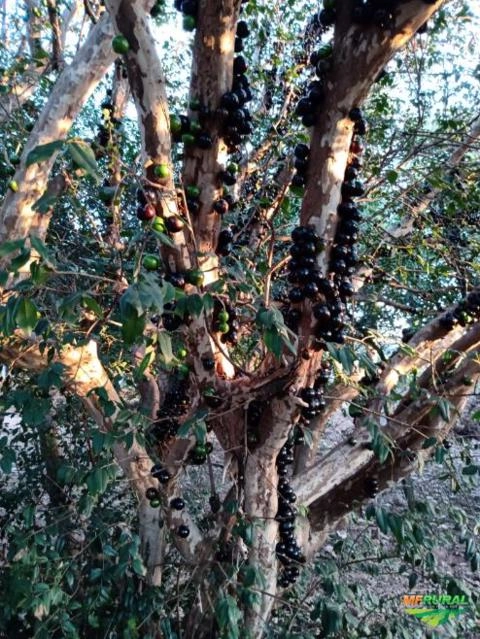 Imagem Lindos pés de jabuticaba mais de 30 anos Imagem Lindos pés de jabuticaba mais de 30 anos