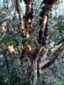 Lindos pés de jabuticaba mais de 30 anos Imagem Lindos pés de jabuticaba mais de 30 anos