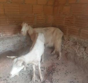 Depoimento de anúncio vendido Depoimento de anúncio vendido