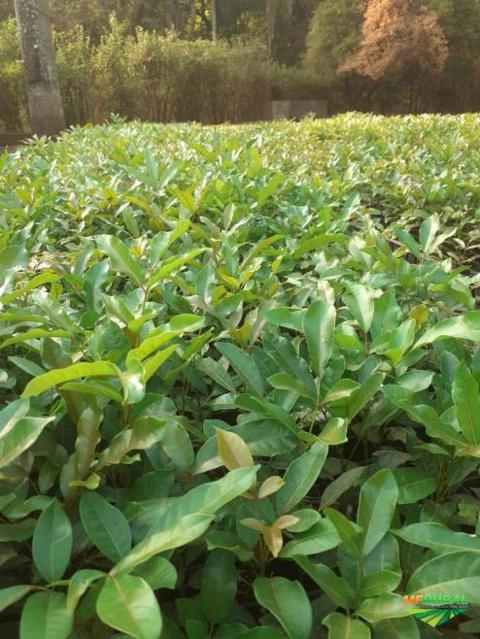 Mudas de Mogno Africano (Khaya senegalensis) Imagem Mudas de Mogno Africano (Khaya senegalensis)