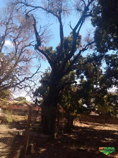 Pé de manga rosa secou Imagem Pé de manga rosa secou