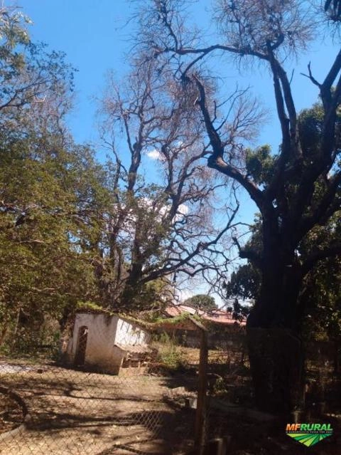 Imagem Pé de manga rosa secou Imagem Pé de manga rosa secou