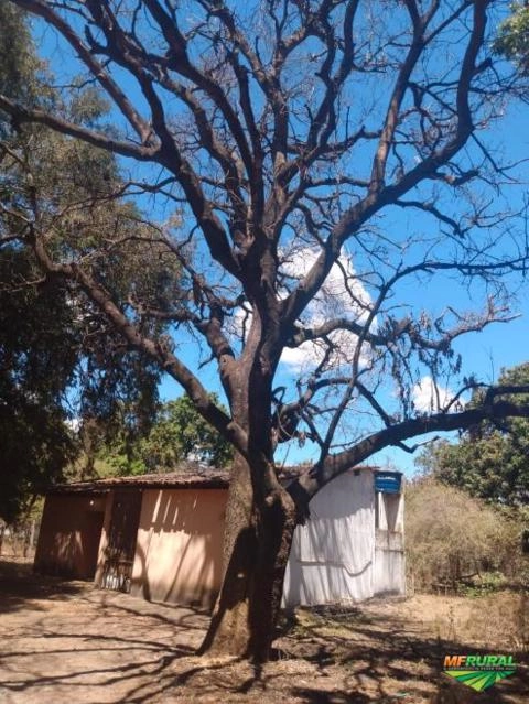 Imagem Pé de manga rosa secou Imagem Pé de manga rosa secou