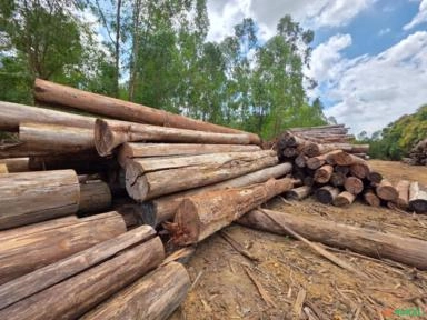 TORAS DE EUCALIPTO Imagem TORAS DE EUCALIPTO