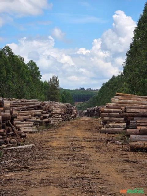 Toras de Eucalipto Imagem Toras de Eucalipto