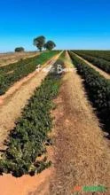 Fazenda à venda em Boa Esperança - Minas Gerais, com 80 hectares