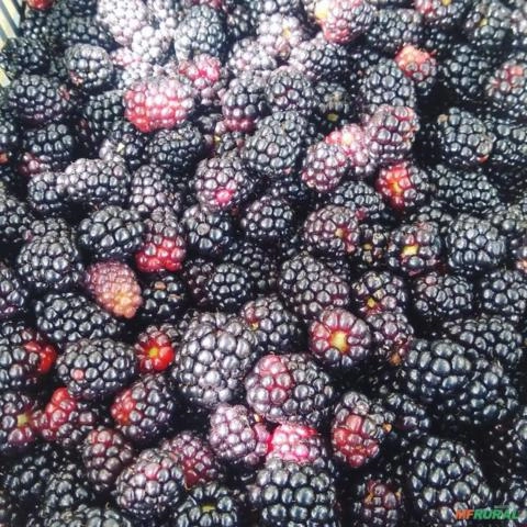 Amora congelada IQF Imagem Amora congelada IQF