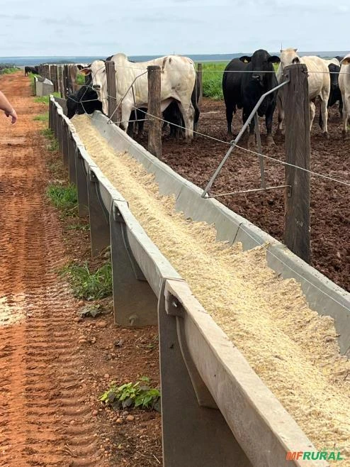 Cocho confinamento para gado