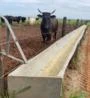 Cocho confinamento para gado