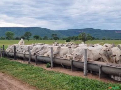 Cocho confinamento para gado