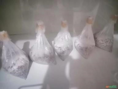 Semente Shimeji Branco Imagem Semente Shimeji Branco