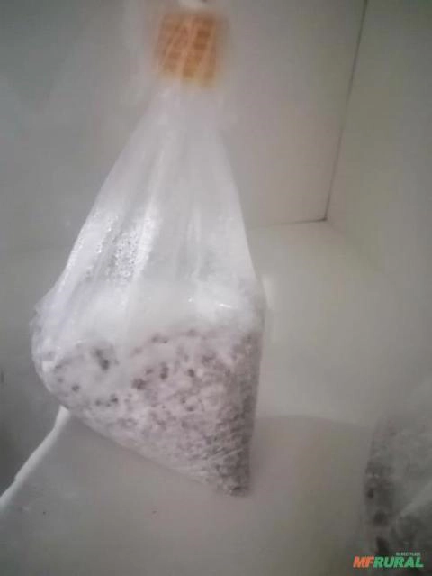 Imagem Semente Shimeji Branco Imagem Semente Shimeji Branco