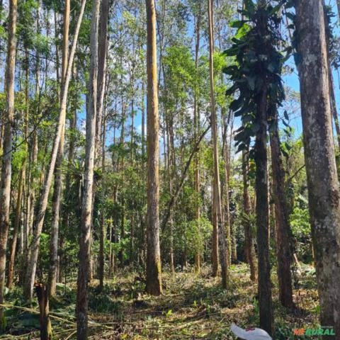 Vendo 20.000,00 m3 de Eucalipto Imagem Vendo 20.000,00 m3 de Eucalipto