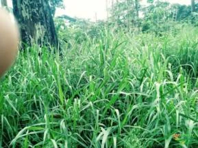 Fazenda 632 hectares em Santarém