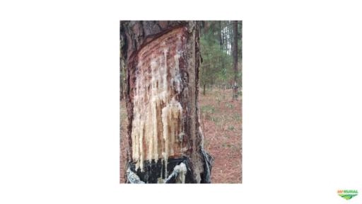 Procuro área de pinus para arrendamento para extração de resina Imagem Procuro área de pinus para arrendamento para extração de resina