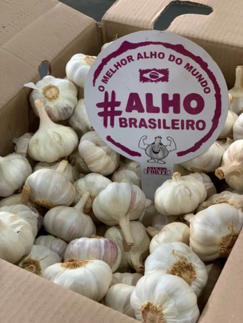 ALHO ROXO NACIONAL CLASSIFICADO