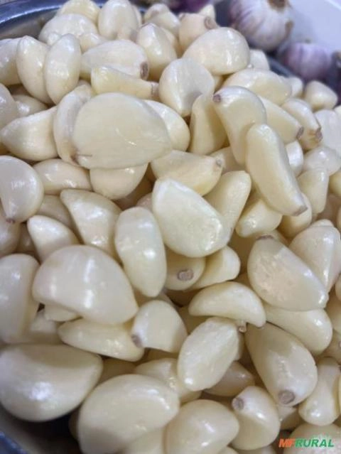 Alho Roxo Descascado e Higienizado no Atacado Imagem Alho Roxo Descascado e Higienizado no Atacado