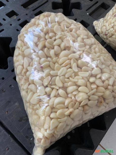 Alho Roxo Classificado no Atacado Imagem Alho Roxo Classificado no Atacado