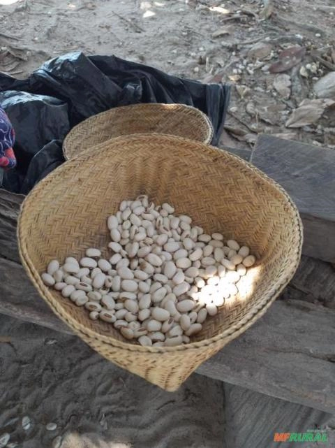 Sementes de Feijão de Porco Imagem Sementes de Feijão de Porco