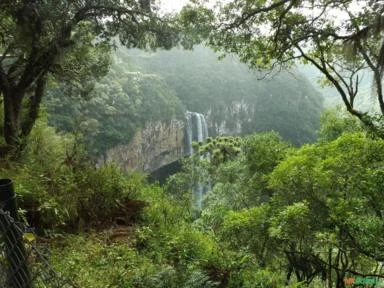 Vendemos Créditos de Carbono Florestal REDD+