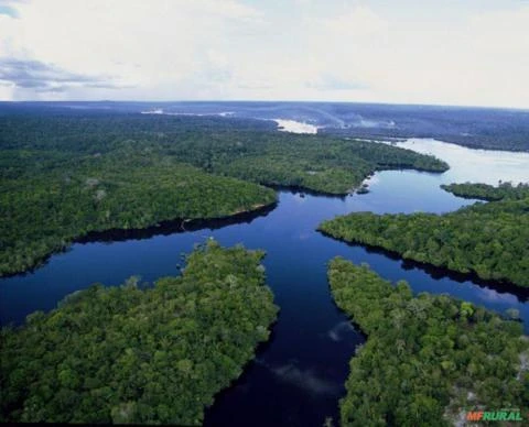 Vendemos Créditos de Carbono Florestal REDD+