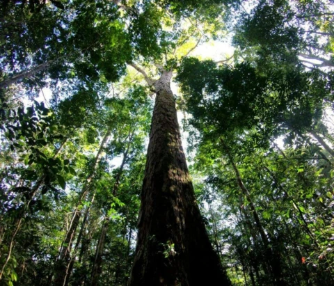 Vendemos Créditos de Carbono Florestal REDD+