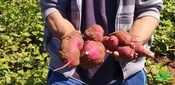 Imagem Batata Doce Imagem Batata Doce