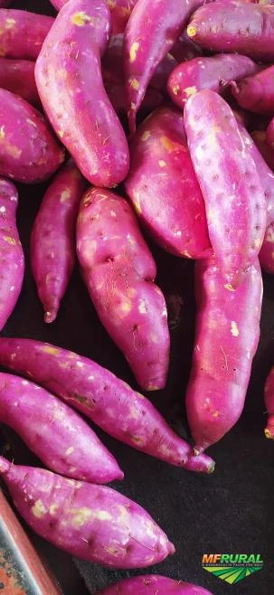 Imagem Batata Doce Imagem Batata Doce