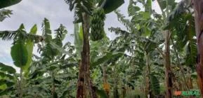 Roça de Banana da Terra