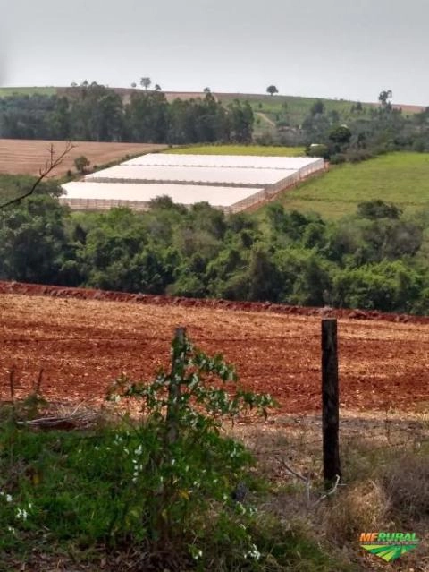 Produzimos 200 a 300 CX de pepino por semana Imagem Produzimos 200 a 300 CX de pepino por semana
