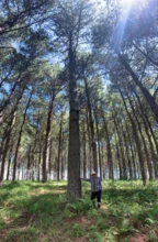 ÁREA DE PINUS Á VENDA (TERRA E ÁRVORES)