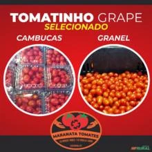 Tomates Grape