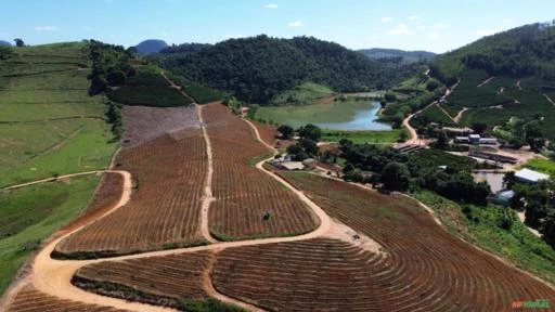 Fazenda de Café em São Domingos do Norte - ES