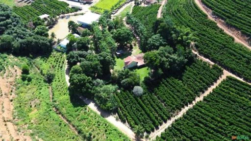 Fazenda de Café em São Domingos do Norte - ES