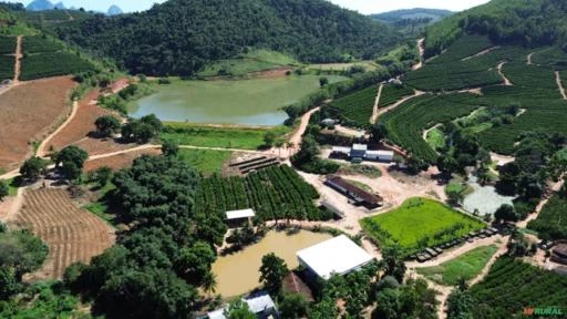 Fazenda de Café em São Domingos do Norte - ES