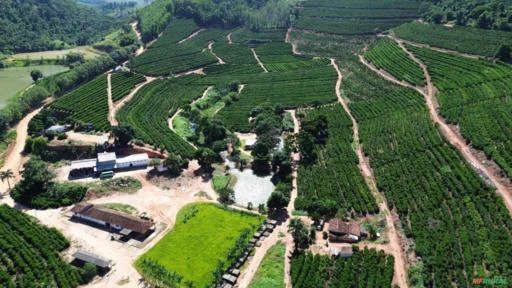 Fazenda de Café em São Domingos do Norte - ES