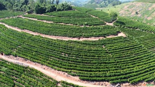 Fazenda de Café em São Domingos do Norte - ES