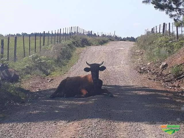 Terreno Rural com Rio