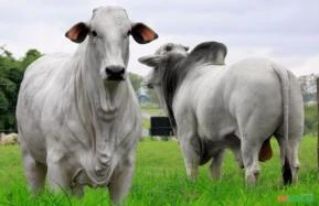 FAZENDA EM MIRANDA PORTEIRA FECHADA 24.000 CABEÇAS DE GADO