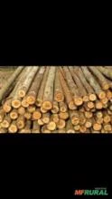 Escora de madeira de eucalipto