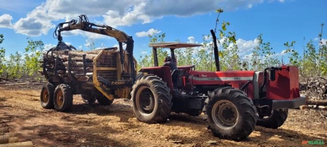 Corte Mecanizado de Eucalipto Imagem Corte Mecanizado de Eucalipto