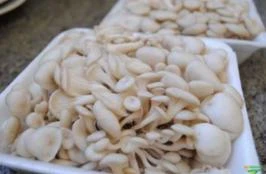 Cogumelo Shimeji Branco