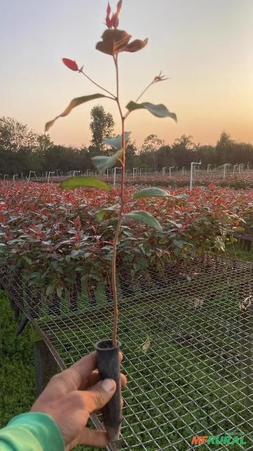 10 MUDAS DE EUCALIPTO CLONADO Imagem 10 MUDAS DE EUCALIPTO CLONADO