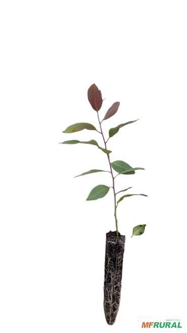 100 MUDAS DE EUCALIPTO CLONADO Imagem 100 MUDAS DE EUCALIPTO CLONADO